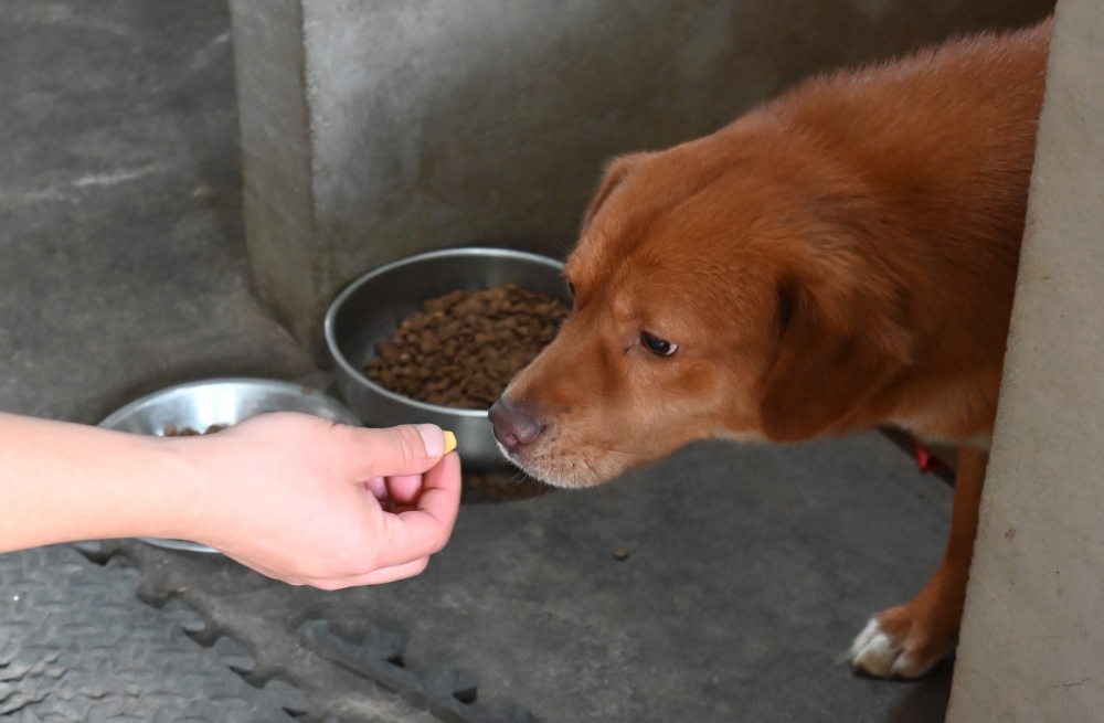 成都爱之家｜与“大表哥”并肩，用行动为流浪动物送温暖！