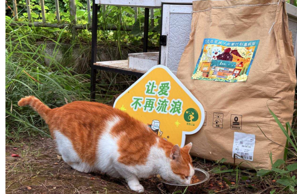 这个夏天，为毛孩子做点小事